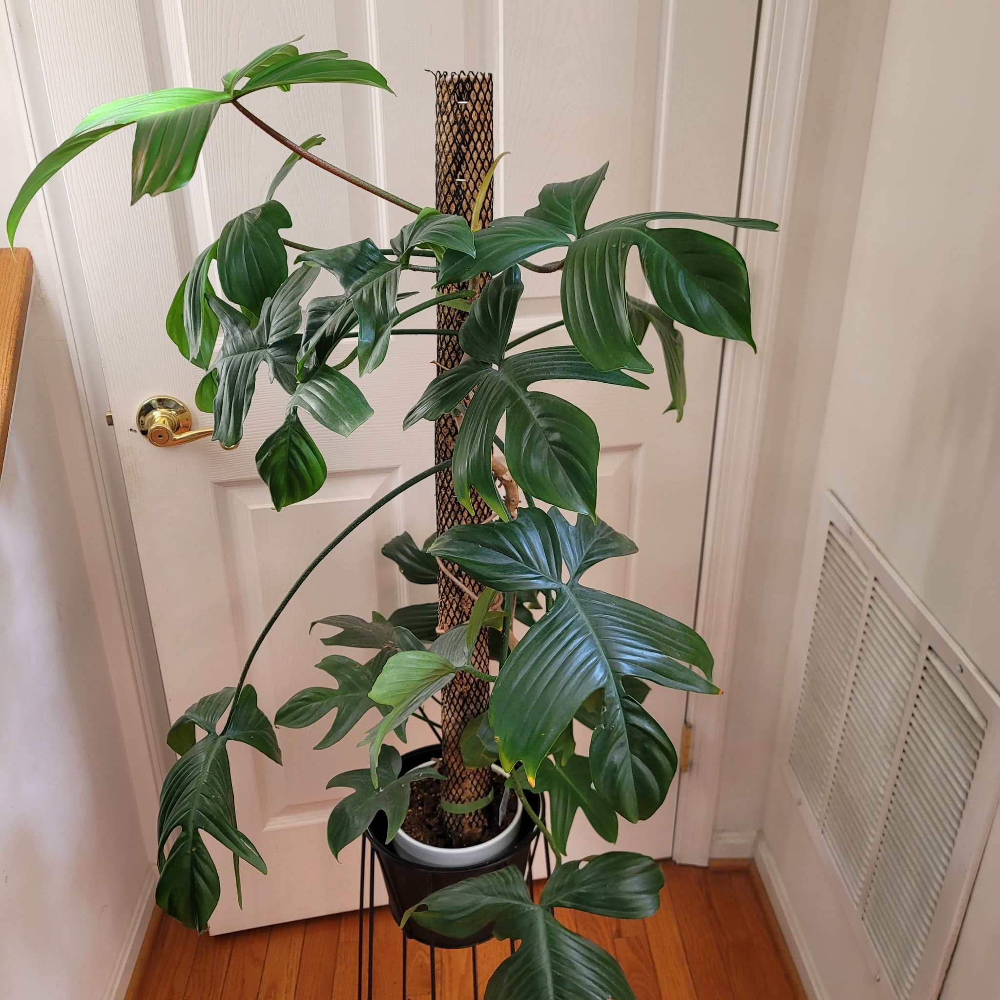 Mature Philodendron Florida Green trained up a moss pole